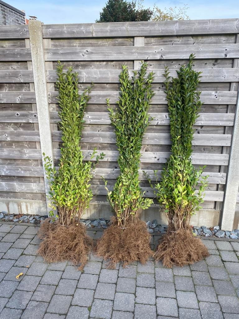 Ligustrum ovalifolium, Enlèvement, Troène, Haie