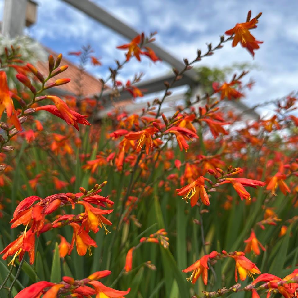Crocosmia, Tuin en Terras, Ophalen