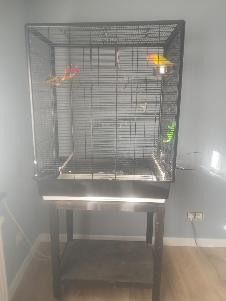 Lovebird met kooi en meer, Ophalen