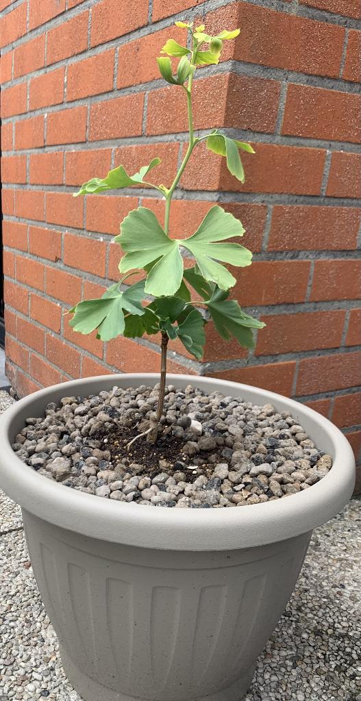 Ginkgo Biloba, Tuin en Terras, Planten | Bomen, Overige soorten, Volle zon, Herfst, In pot, Ophalen