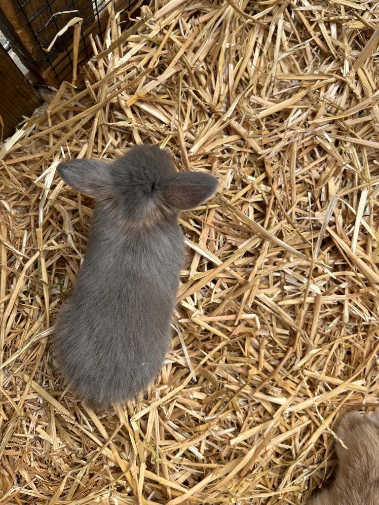 NHD konijnen, Meerdere dieren, Dwerg, Hangoor, 0 tot 2 jaar