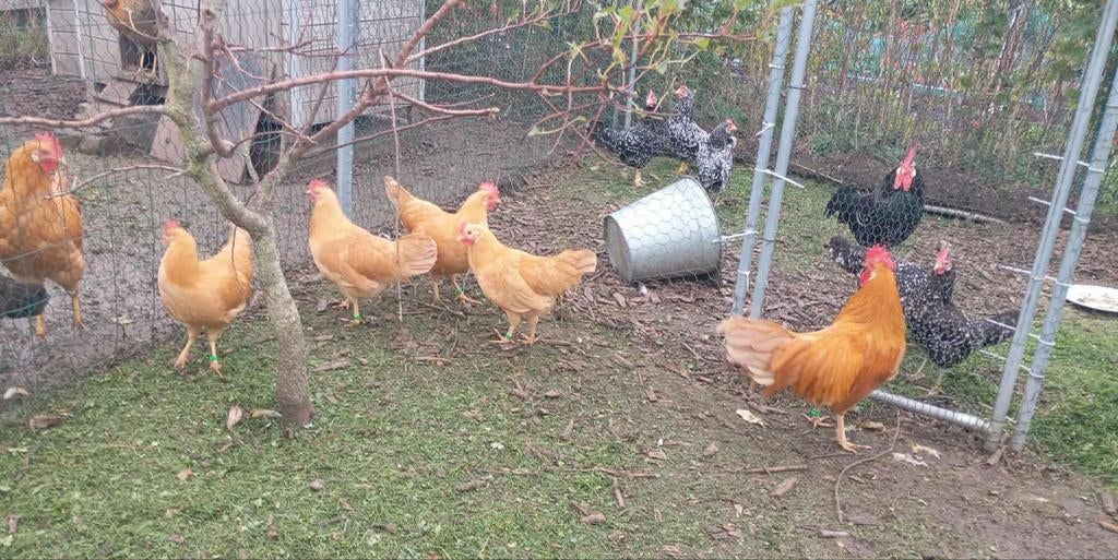 Broedeieren leghorn buff kriel, Dieren en Toebehoren