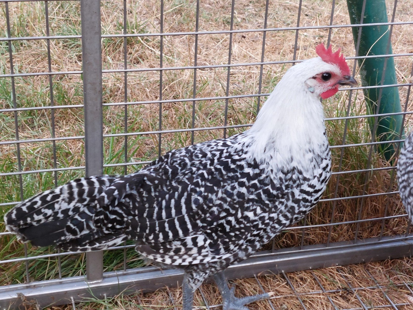 zilverbrakel hanen, Dieren en Toebehoren
