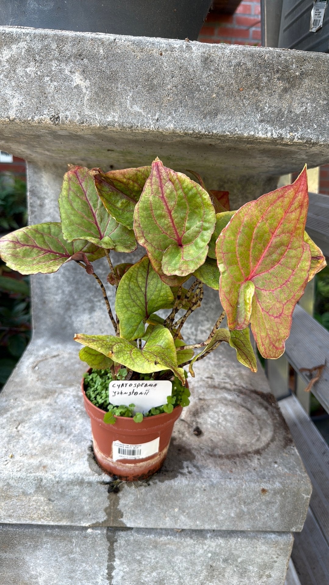 CYRTOSPERMA JOHNSTONII, Ophalen