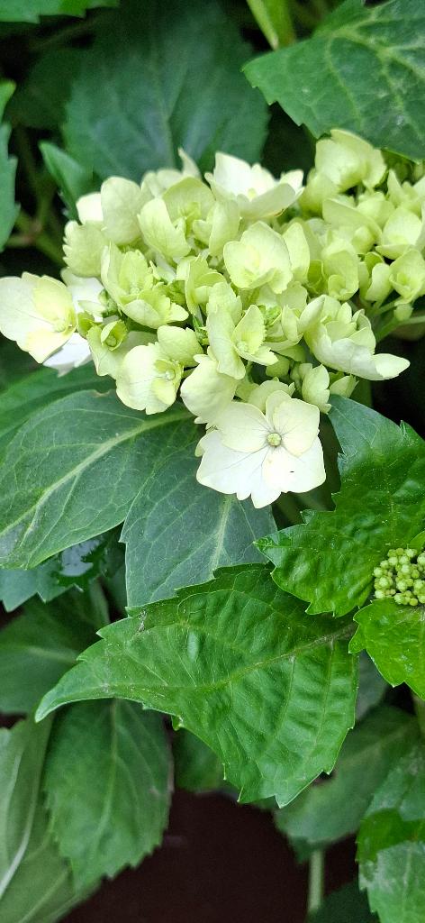 Grote bloempotten gevuld met hortensia's Annabelle. 50€/stuk, Vaste plant, Halfschaduw, Zomer, Ophalen