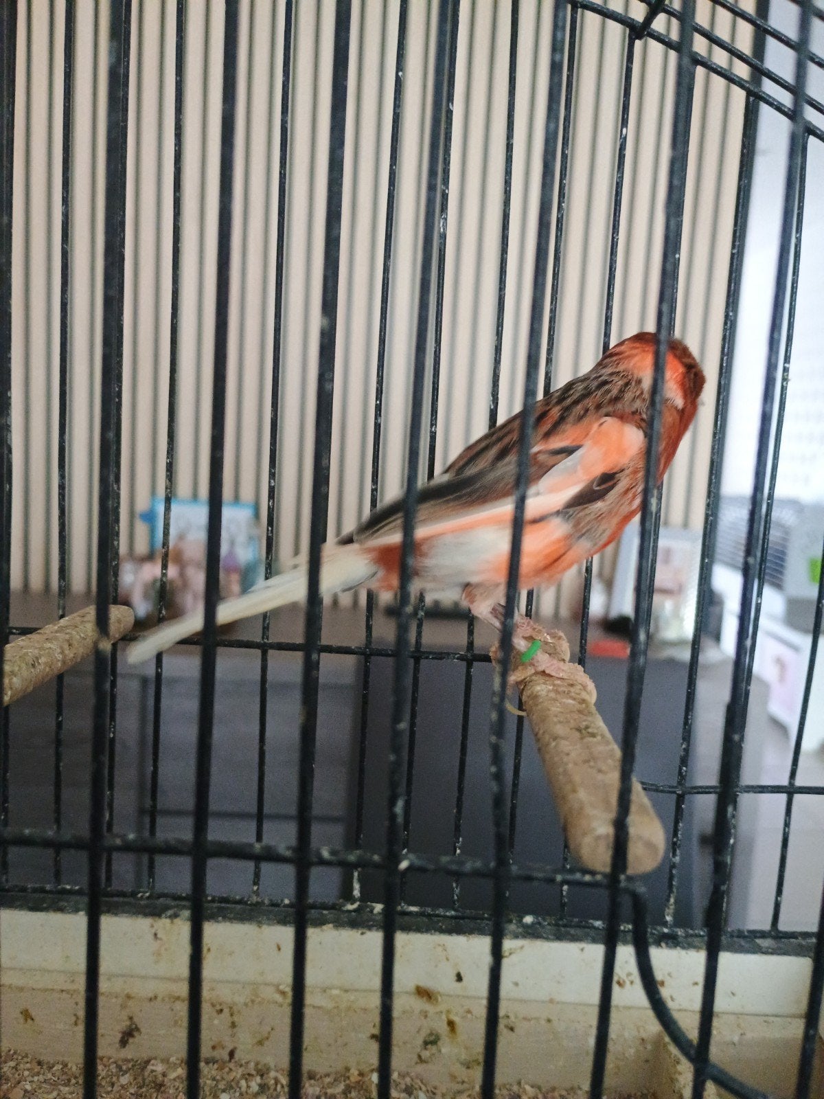 harlekijn man, Dieren en Toebehoren, Vogels | Kanaries