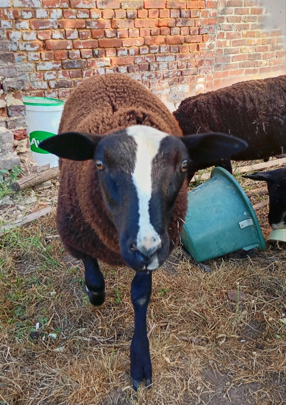 Schapen Zwartbles ram, Dieren en Toebehoren, Schapen, Geiten en Varkens