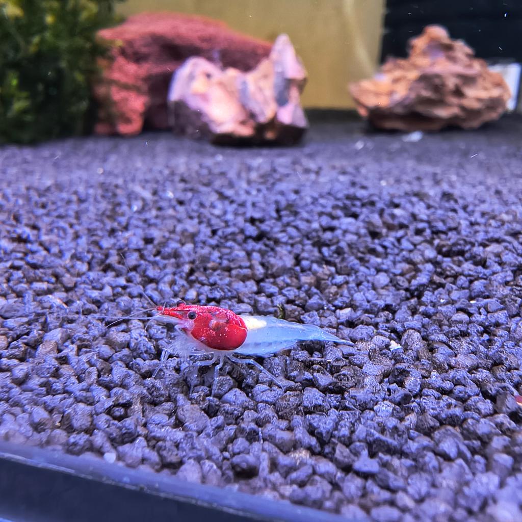 Unieke Roodkapje neocaridina, Dieren en Toebehoren