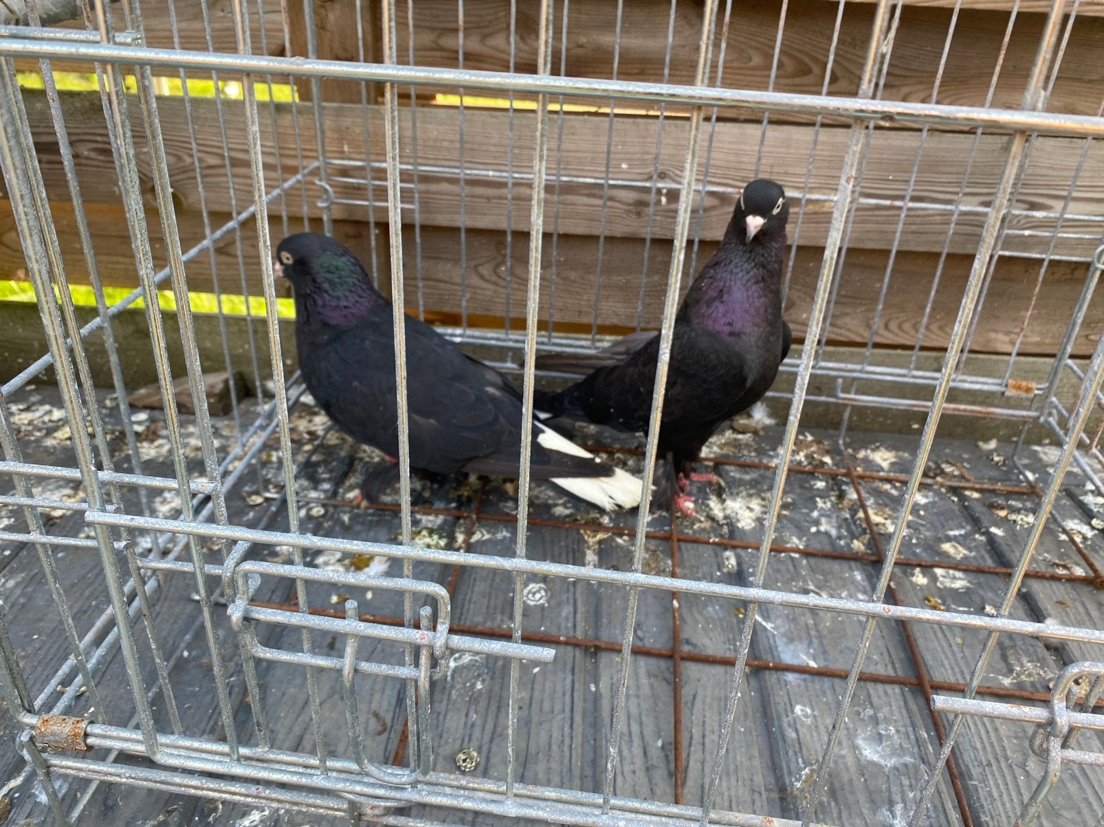 Mooi en gezond, Dieren en Toebehoren, Vogels | Overige Vogels