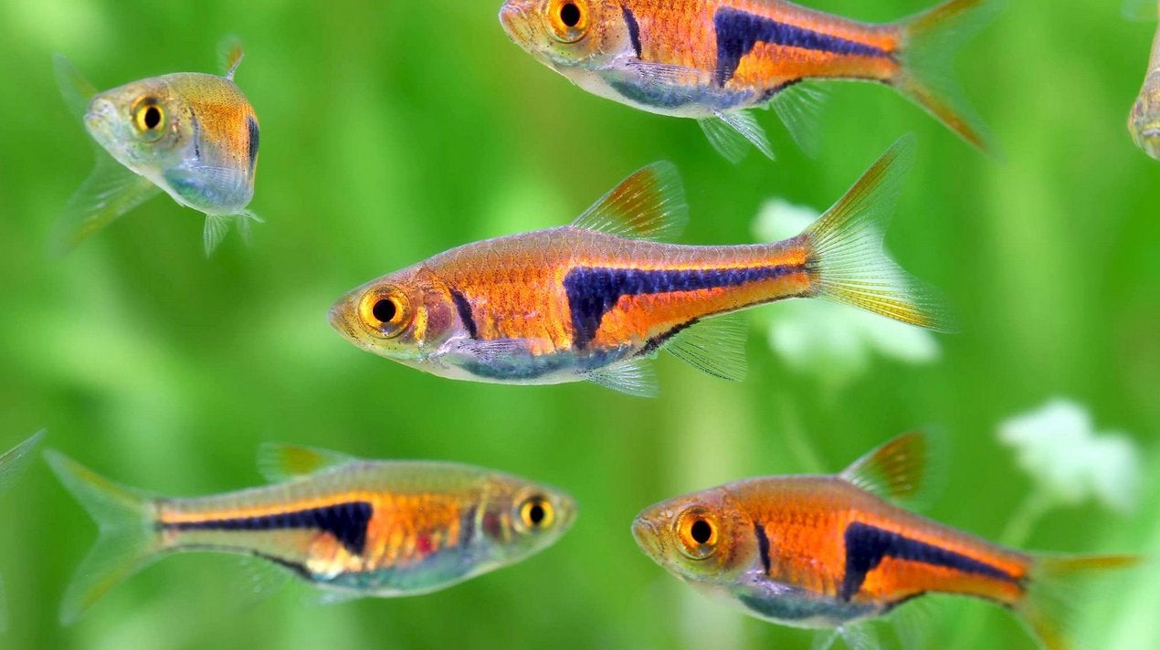 Espei Kegelvlek barbeeltjes, Dieren en Toebehoren, Vis, Zoetwatervis, Schoolvis