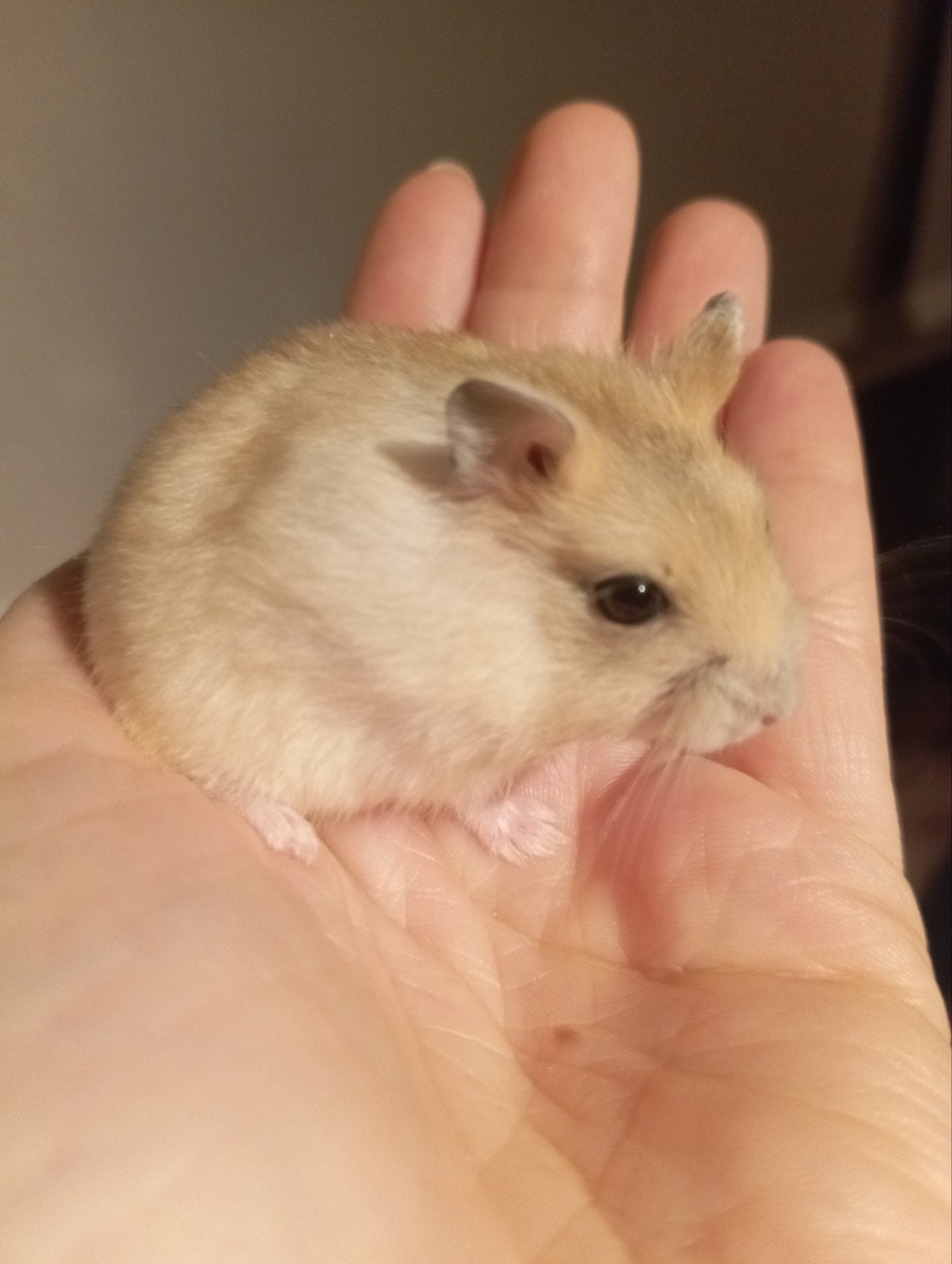 rusische dwerghamsters, Animaux & Accessoires, Rongeurs, Hamster, Août, Domestique, Femelle