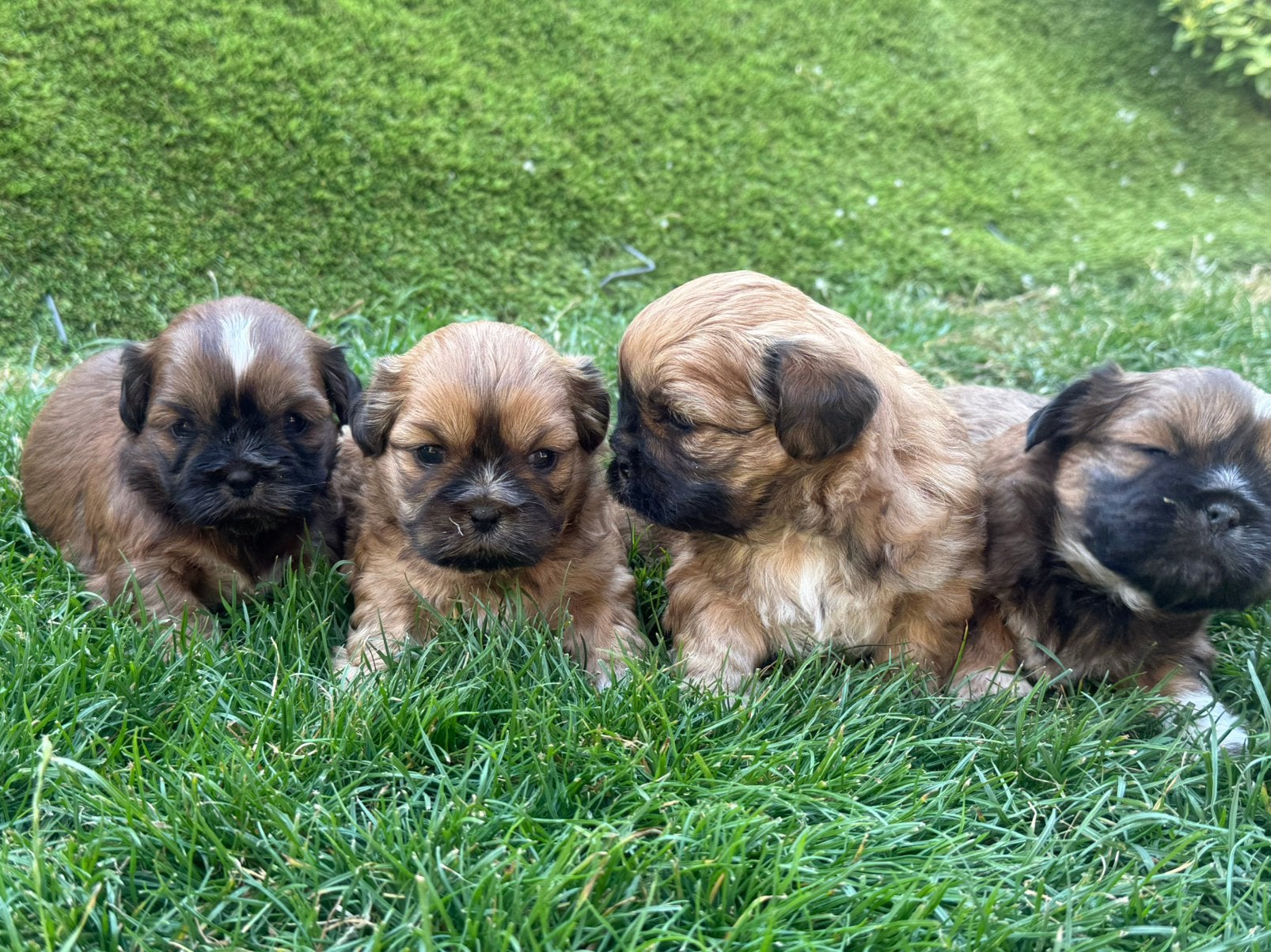 Lhasa apso pups, België, Overige rassen, CDV (hondenziekte), 8 tot 15 weken