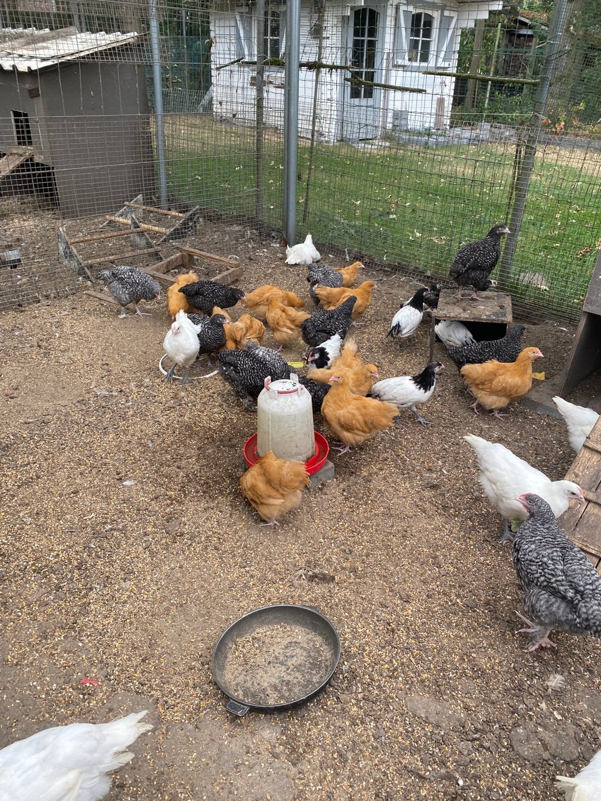 Kippen 7 weken oud (verschillende soorten), Dieren en Toebehoren, Pluimvee, Geslacht onbekend, Kip