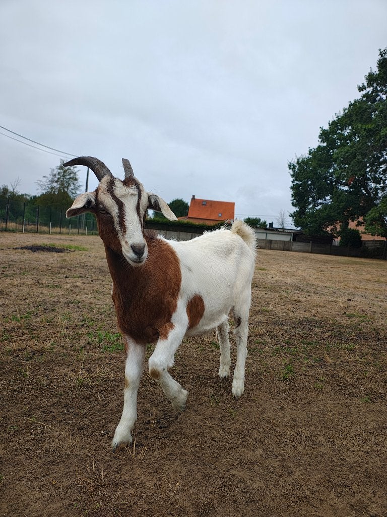 Jonge melkgeit, Dieren en Toebehoren, Schapen, Geiten en Varkens, Vrouwelijk, Geit, 0 tot 2 jaar