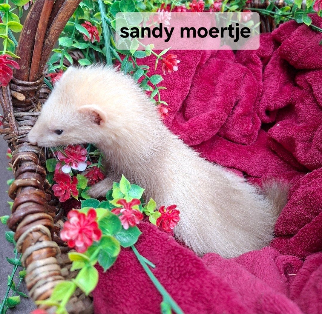 frettenpups, Mei, Meerdere dieren