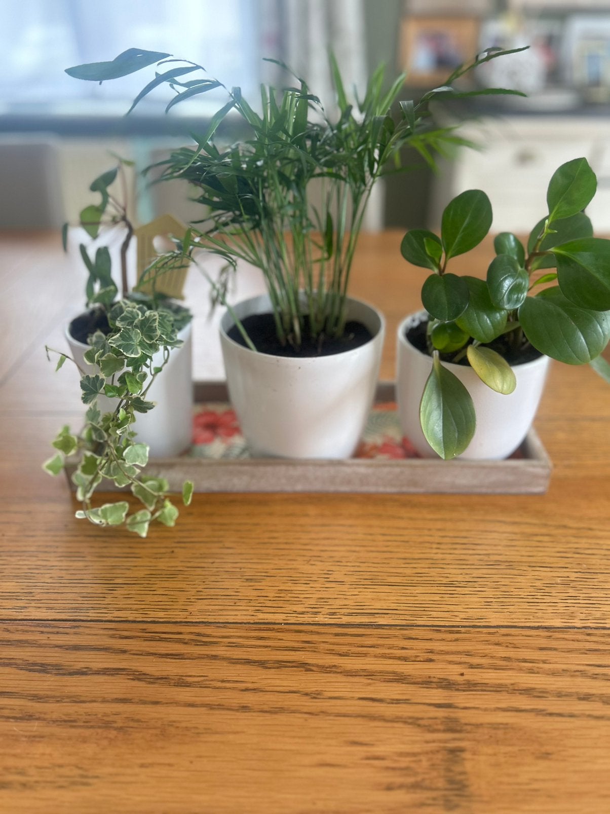 Leuke huisplantjes 8 eur/stuk, Huis en Inrichting, Kamerplanten, Ophalen, Overige soorten