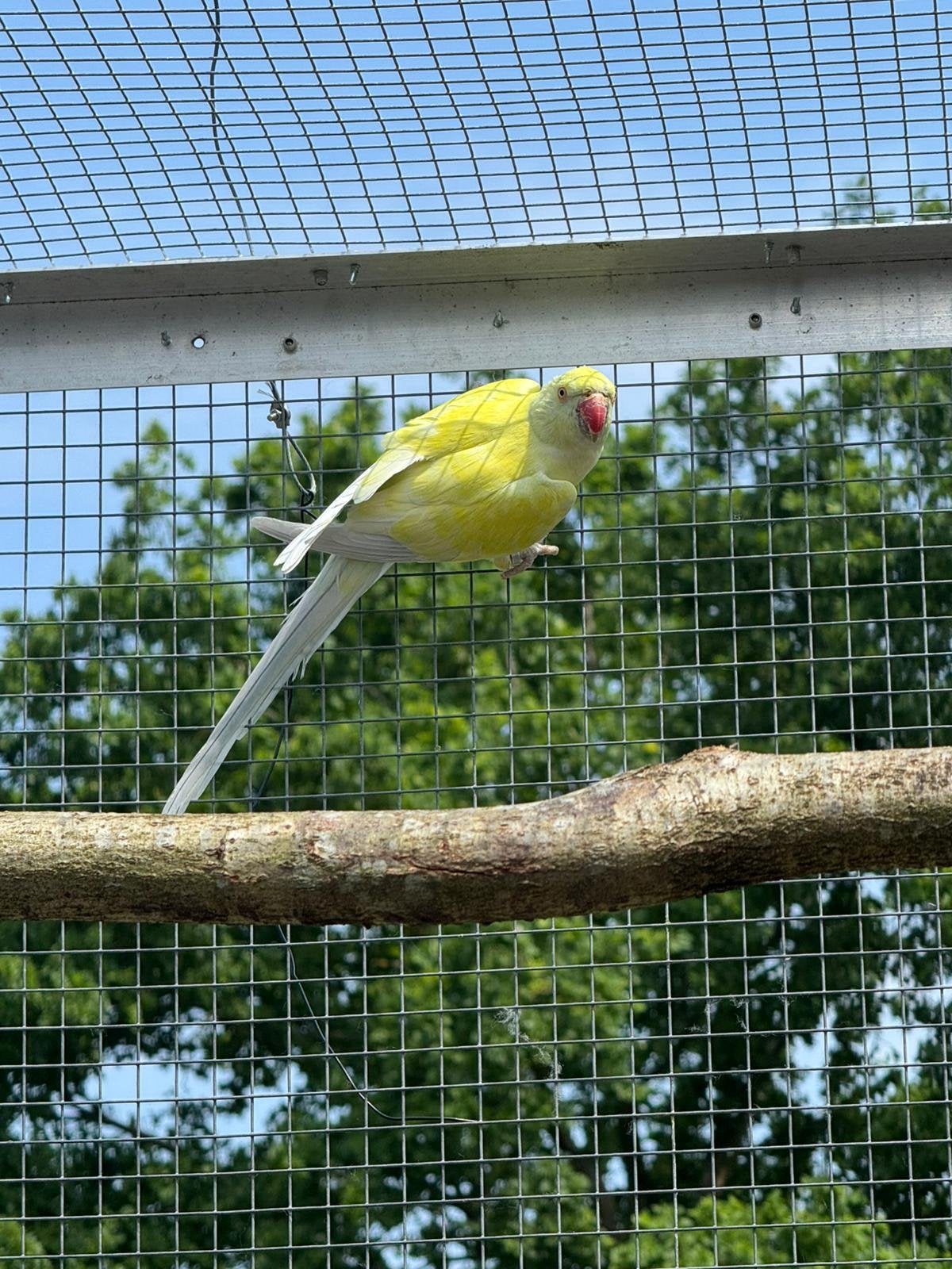 Broedrijpe halsband pop, Vrouwelijk, Parkiet, Geringd