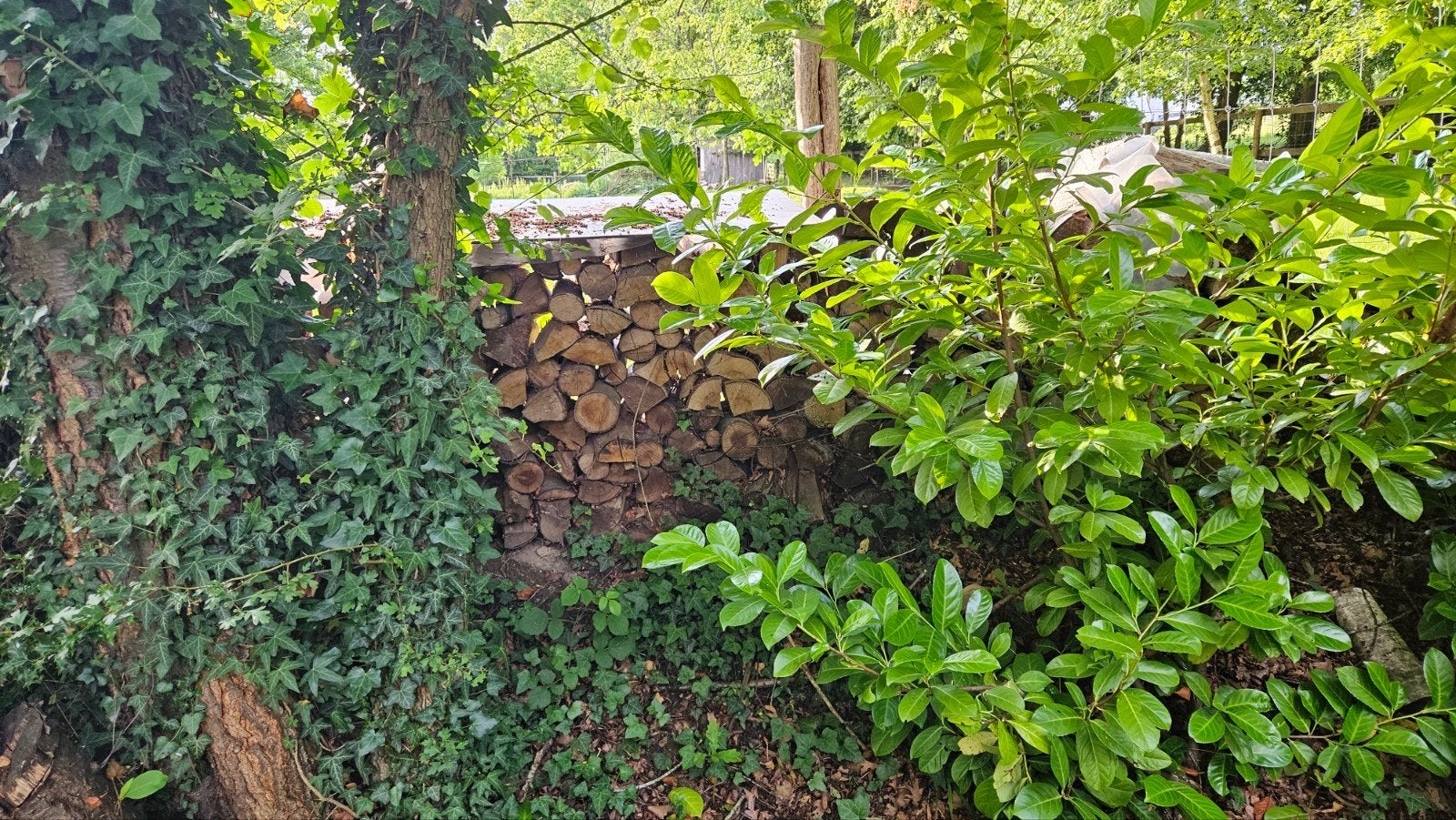 Brandhout, Ophalen