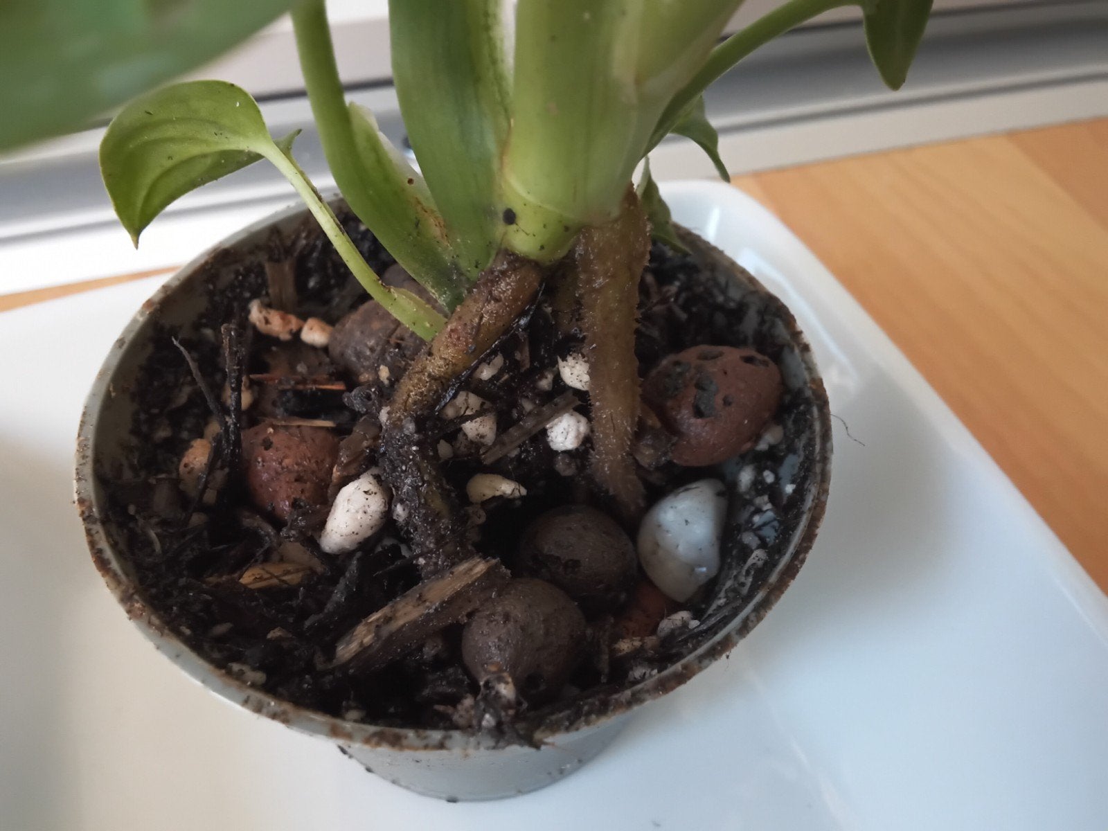 Monstera Adansonii (Monkey Mask) stekje, Huis en Inrichting, Kamerplanten, In pot, Minder dan 100 cm, Groene kamerplant, Halfschaduw
