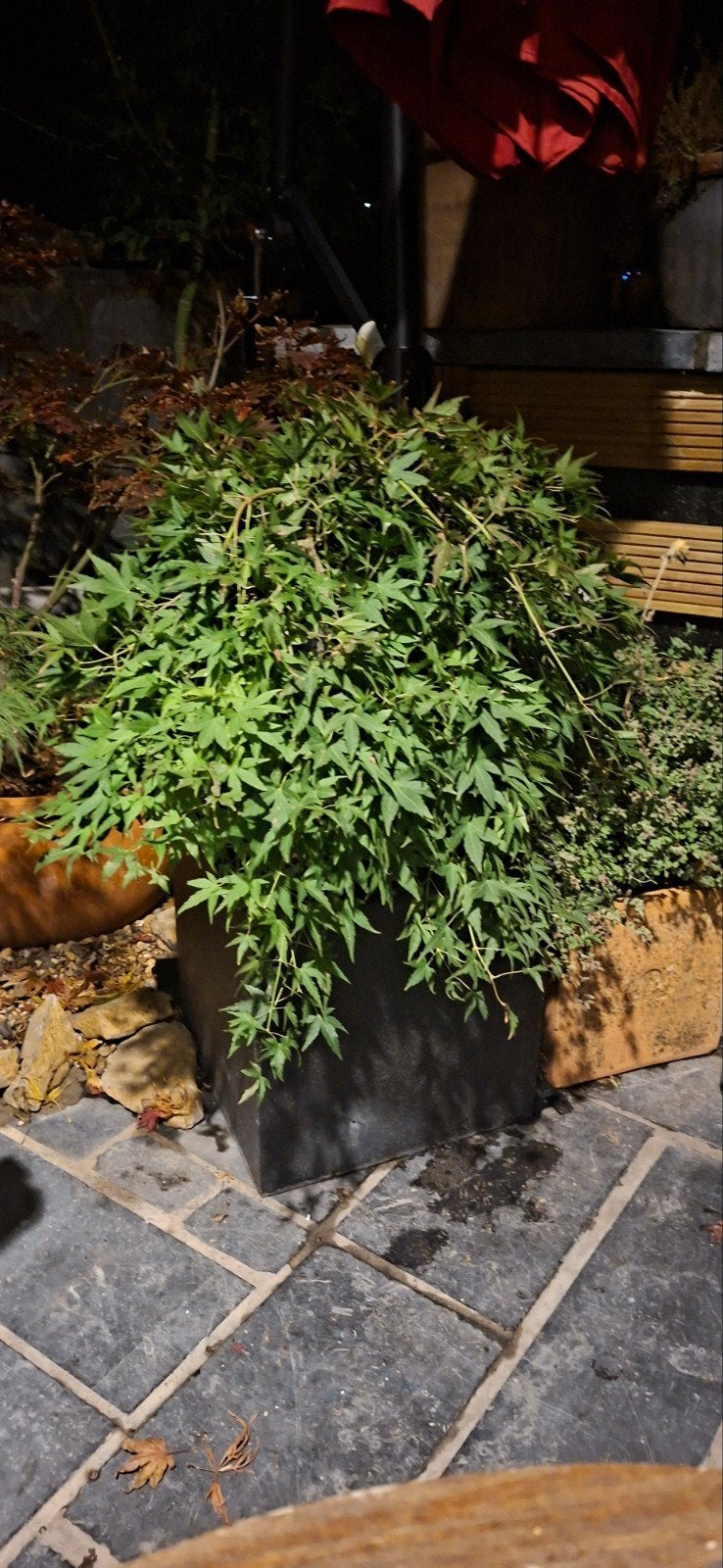 Érable de japon - Acer palmatum, Enlèvement, Érable, Arbuste, 100 à 250 cm