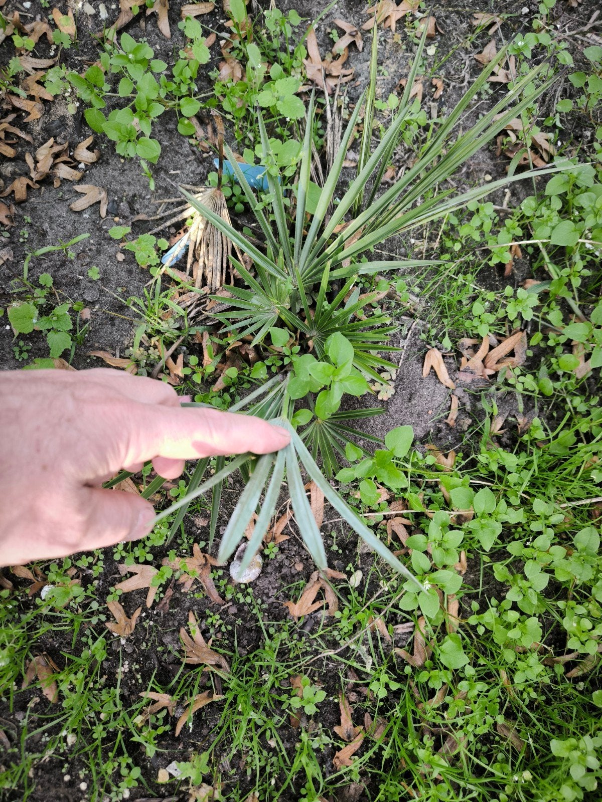 trachycarpus nainital x princeps, Enlèvement ou Envoi