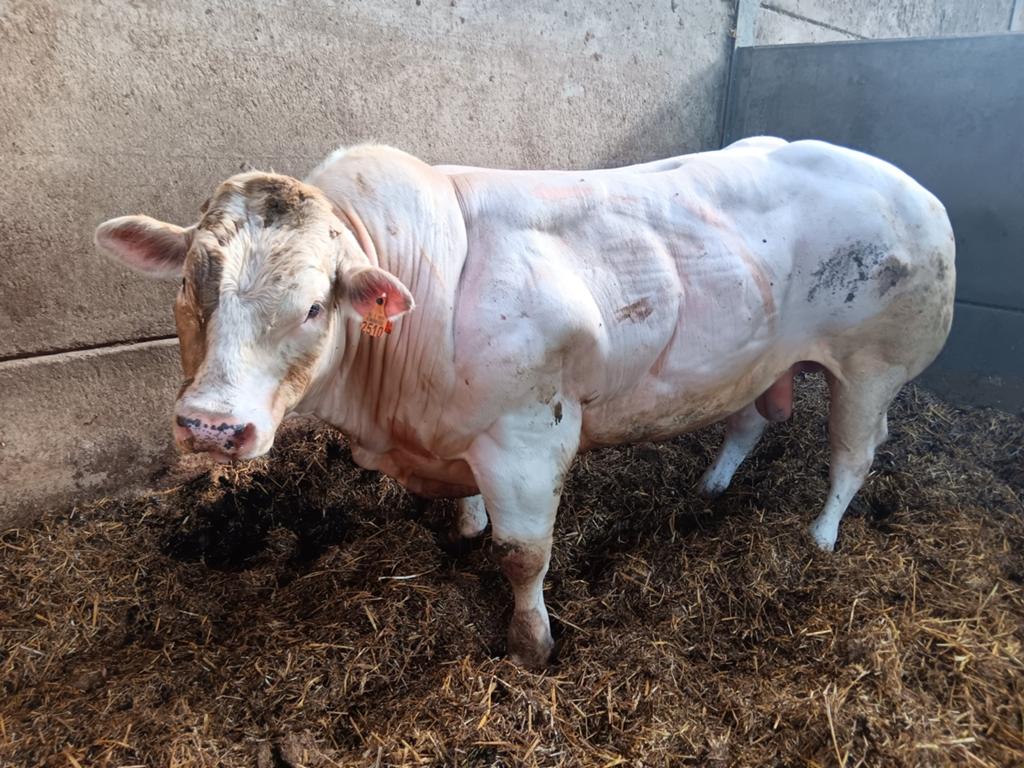 Dekstier BWB, Dieren en Toebehoren, Runderen
