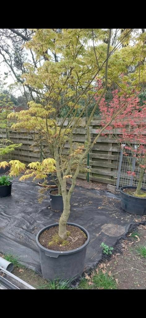 Acer  palmatum soorten, Tuin en Terras, Ophalen