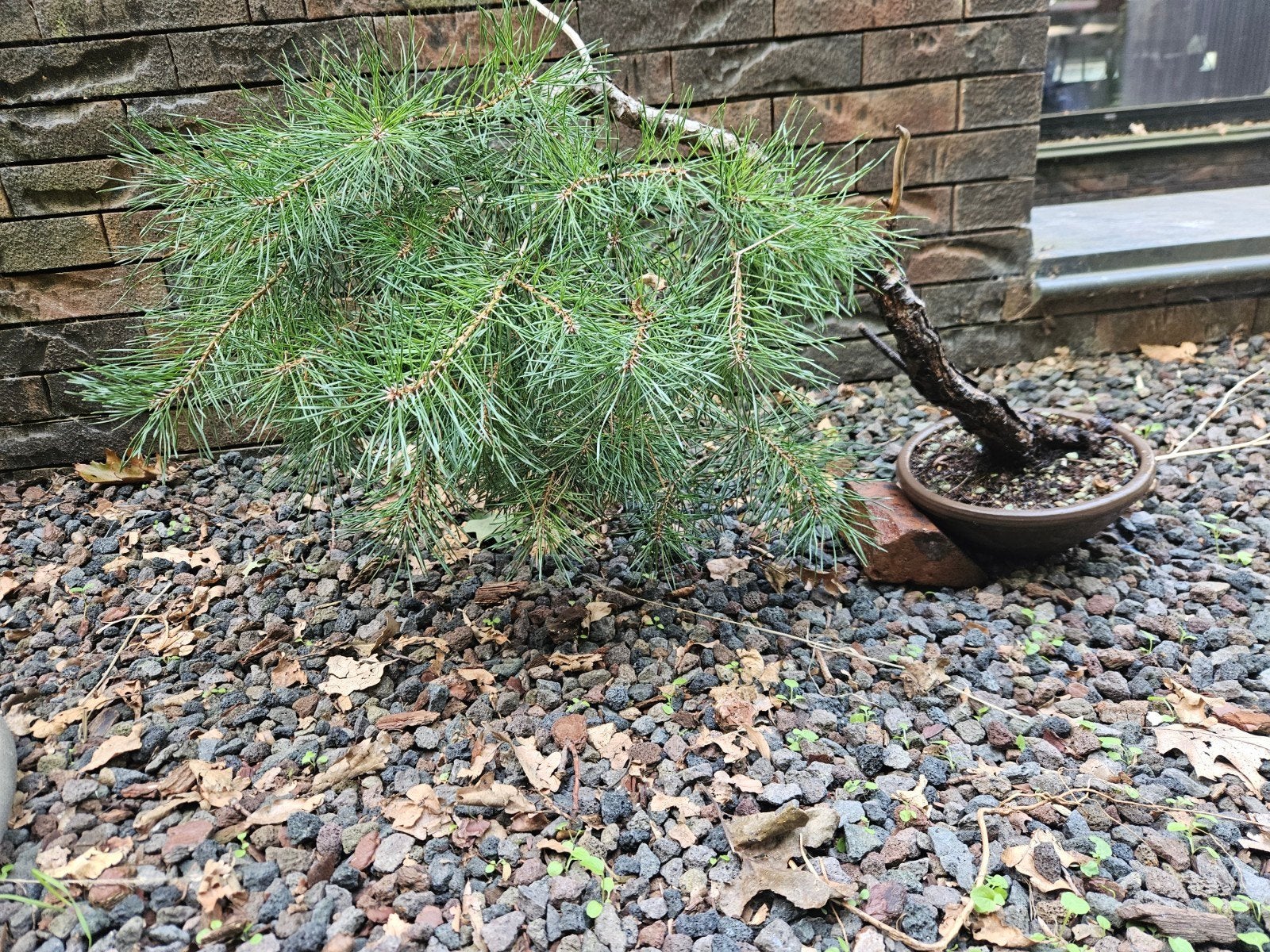 bonsai Pinus, Ophalen