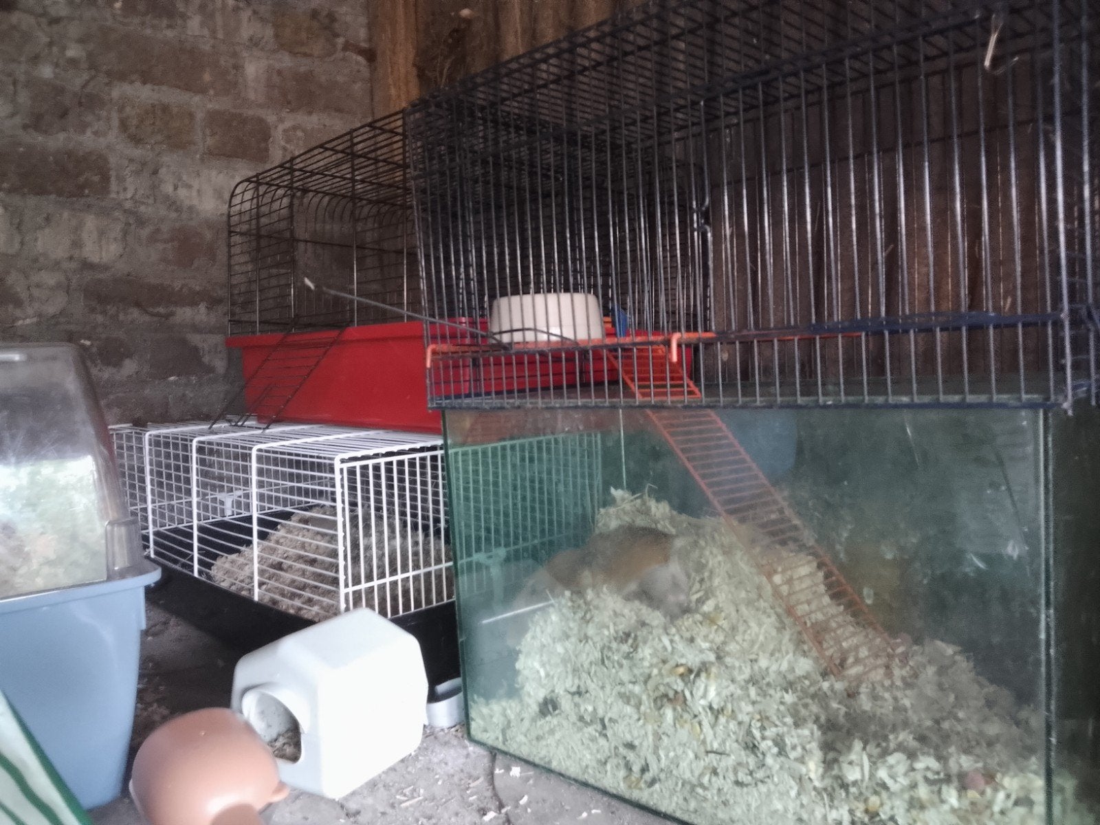 2mannetjes en 2 vrouwtjes en  3 kleintjes beschikbaar, Animaux & Accessoires, Rongeurs & Lapins | Cages & Clapiers, Enlèvement ou Envoi