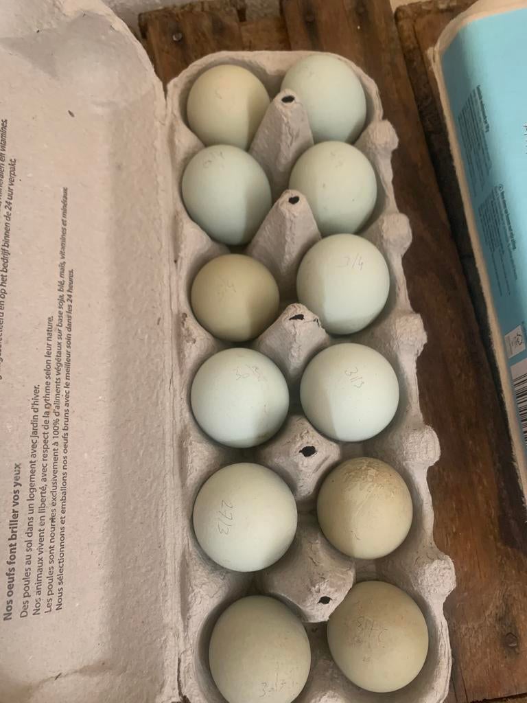 Broedeieren silverudds, Dieren en Toebehoren, Pluimvee