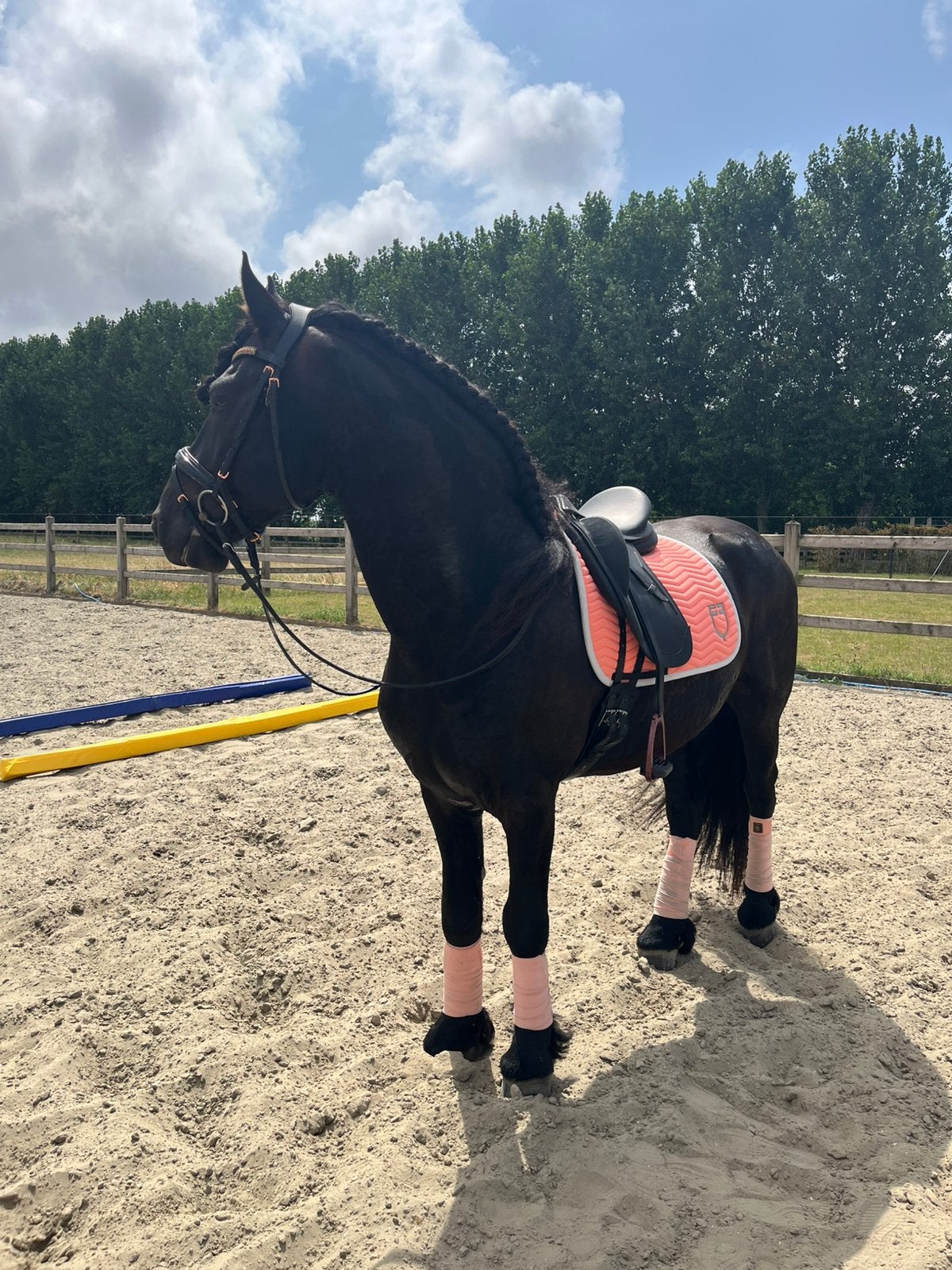 Maatje gezocht, Animaux & Accessoires, Chevaux
