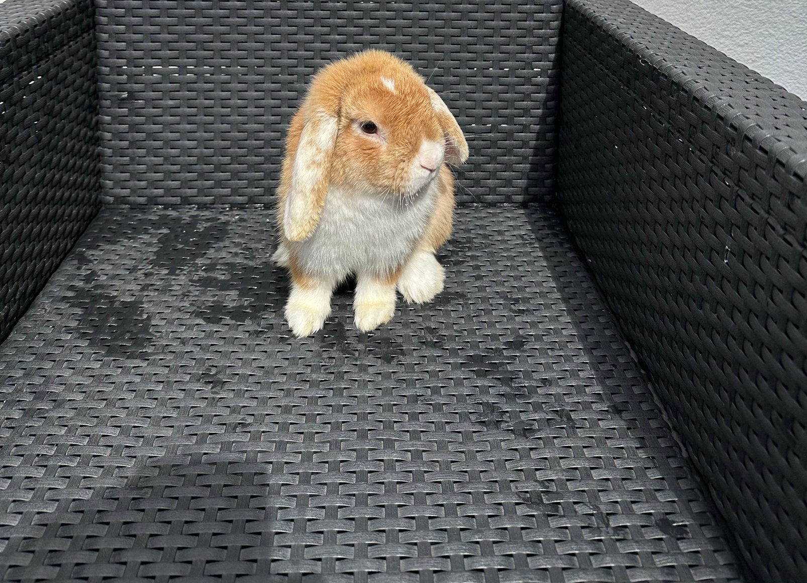 Nederlandse hangoor Dwergkonijntjes ram, Dieren en Toebehoren