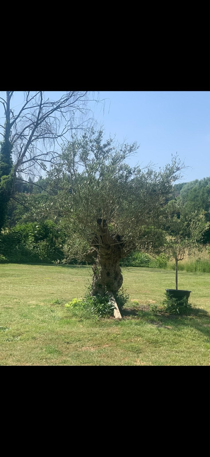 Olijfboom, Enlèvement, Olivier