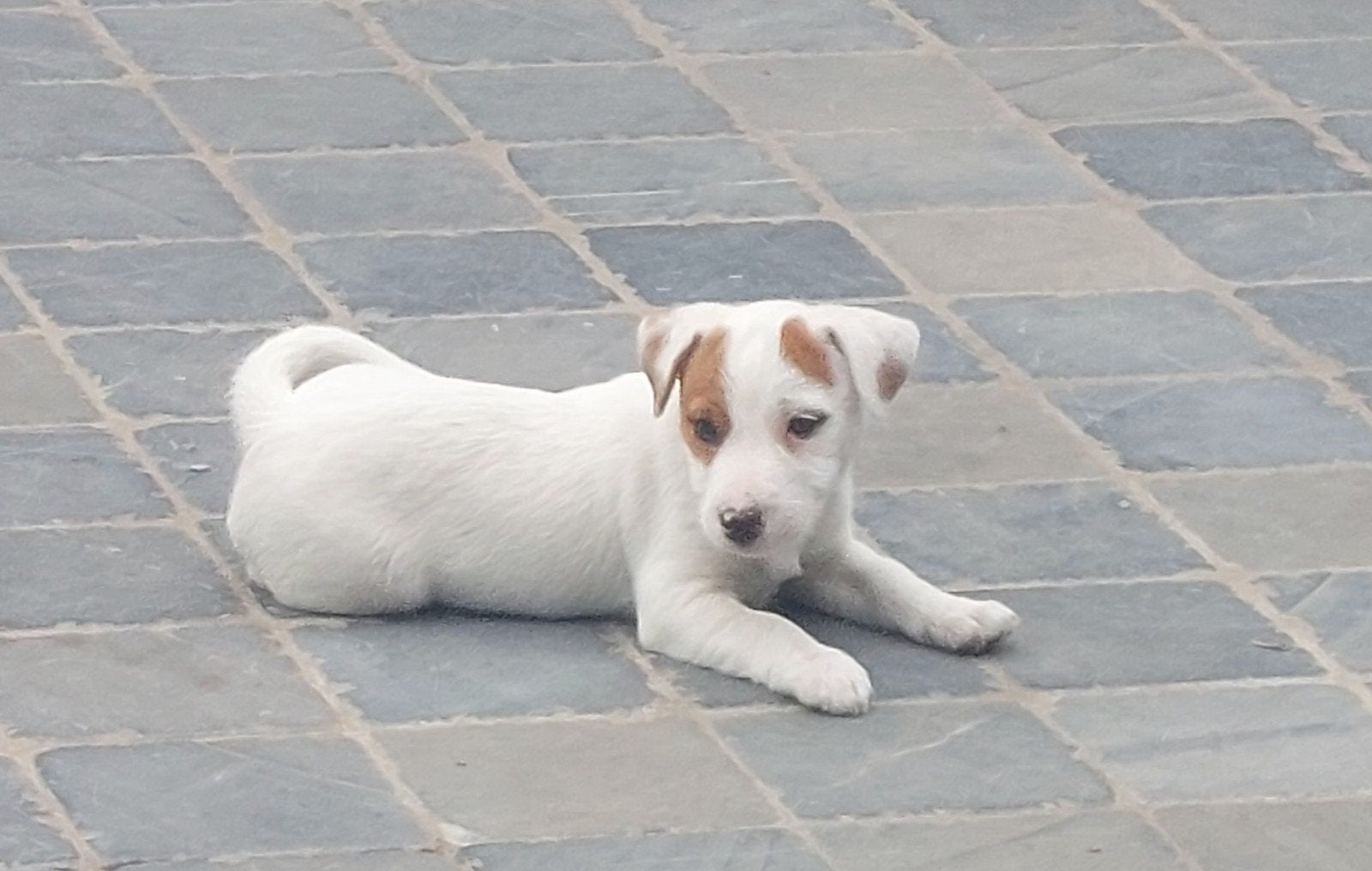 draadharige Jack Russell pup, Dieren en Toebehoren, Honden | Jack Russells en Terriërs, Reu, Jack Russell Terriër, Fokker | Hobbymatig