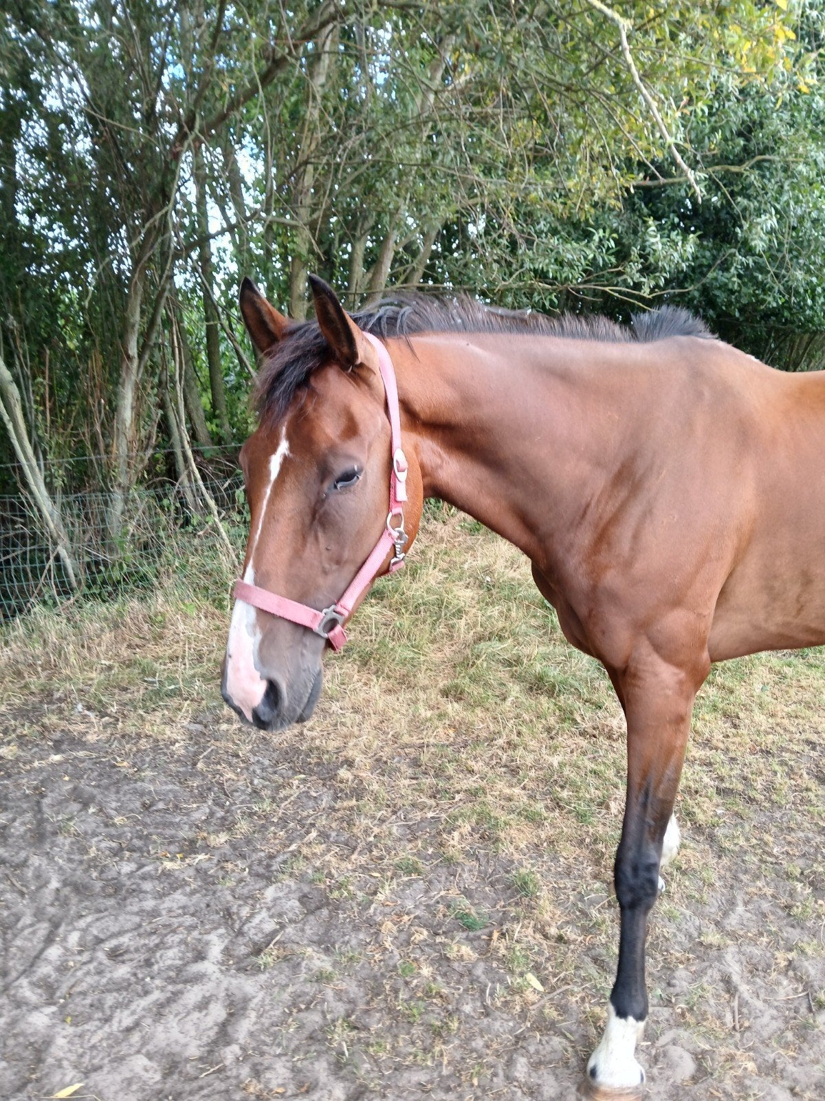 recreatie paardje, Dieren en Toebehoren, Paarden