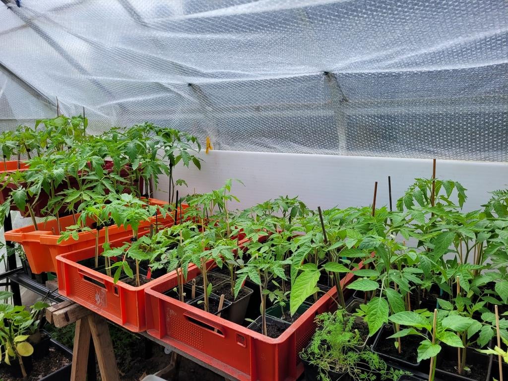 Tomatenplanten in verschillende soorten, Tuin en Terras, Planten | Tuinplanten, Ophalen