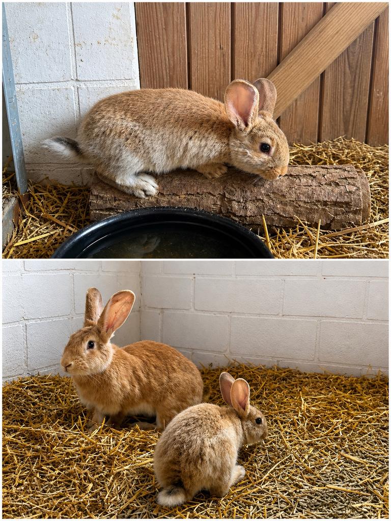 Vlaamse reusjes!, Dieren en Toebehoren