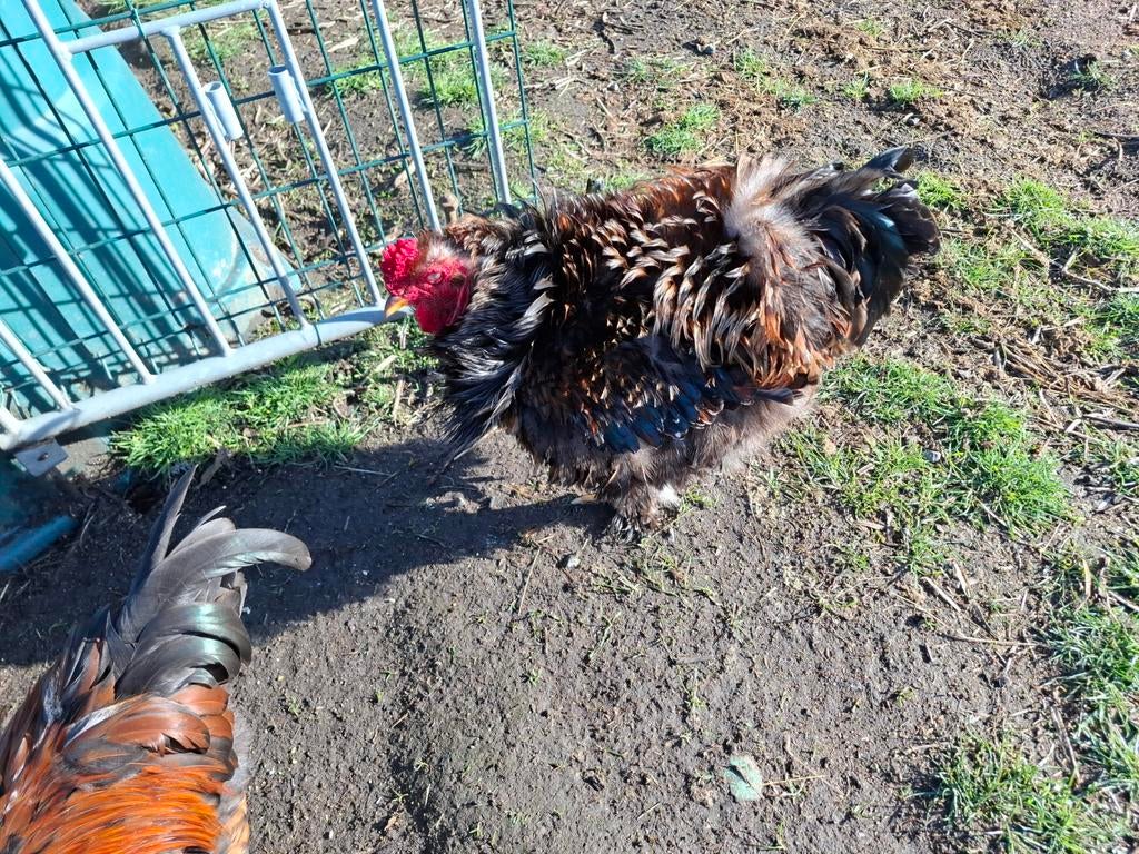 Jonge brahama haan krulveer, Dieren en Toebehoren, Pluimvee