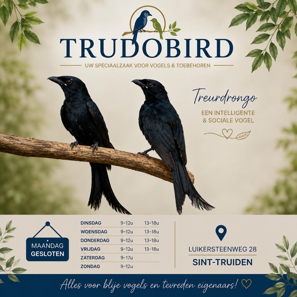 Koppel Treurdrongo, Dieren en Toebehoren, Vogels | Overige Vogels