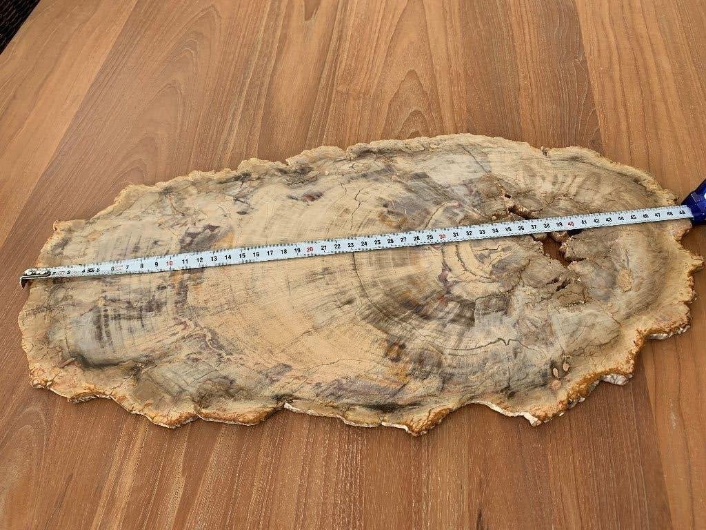 Prachtig versteende schijf 49 cm op 24 cm, Ophalen