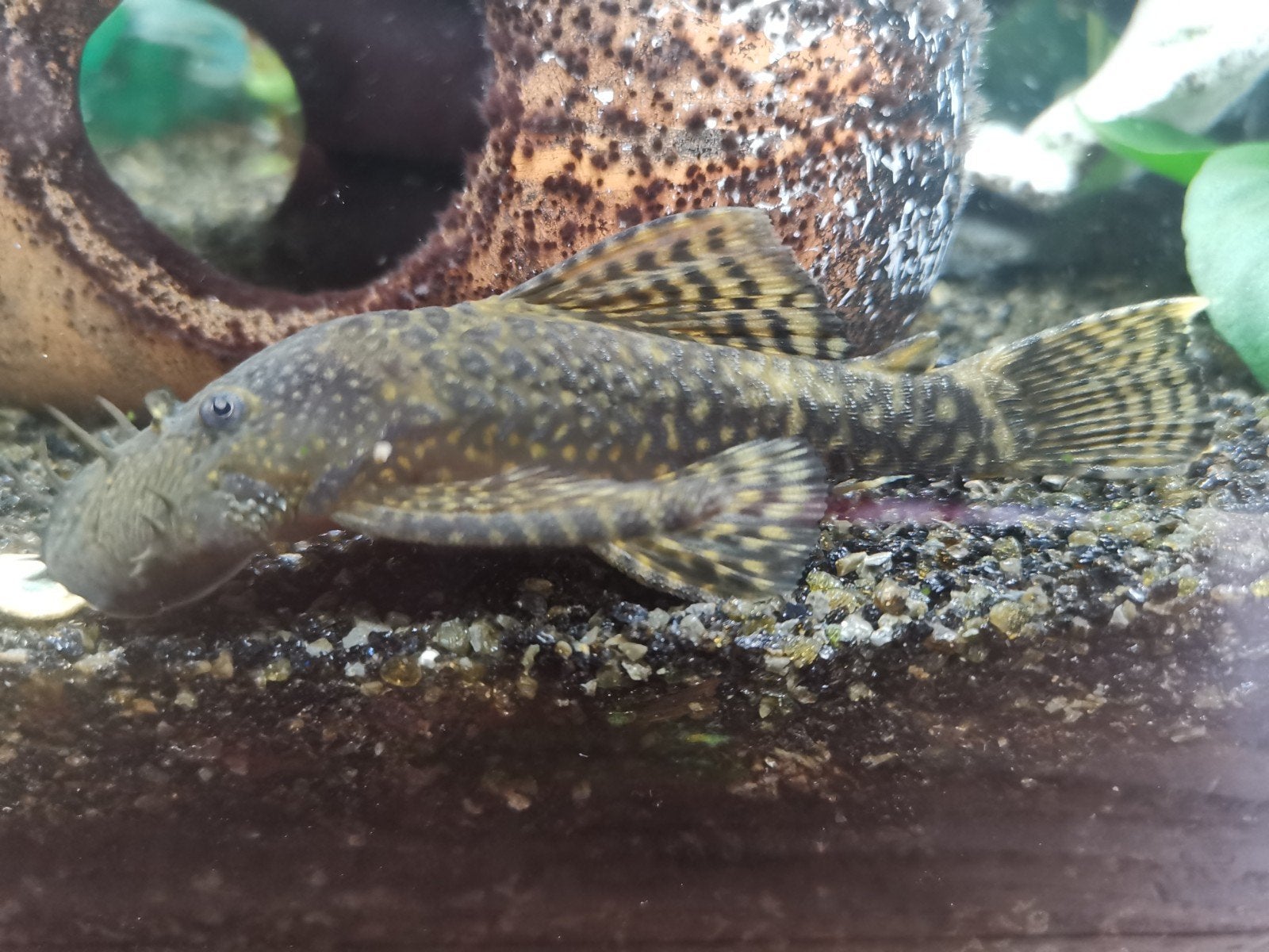 Pleco, 10 cm
