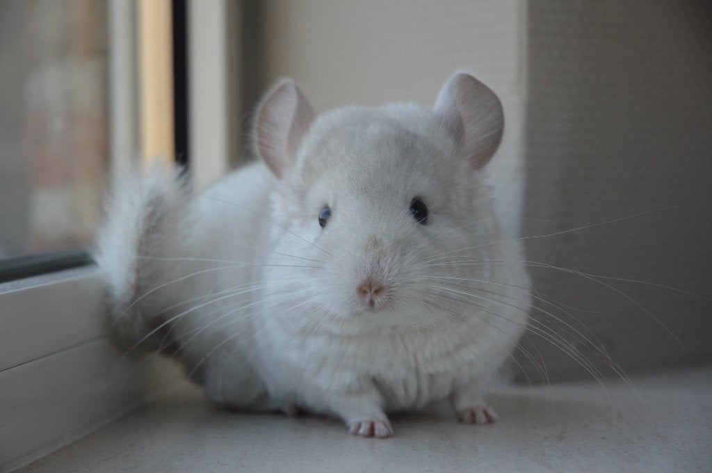 chinchilla jonge bokjes, Dieren en Toebehoren, Maart, Chinchilla, Mannelijk, Tam