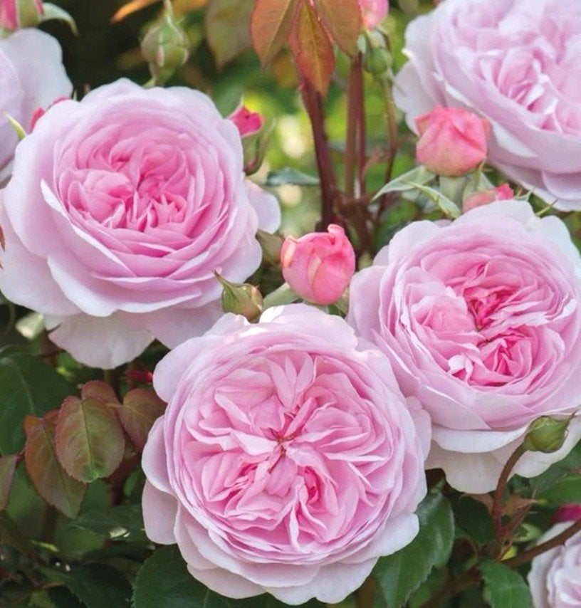 Rose Olivia Rose Austin, Jardin & Terrasse, Bulbes & Semences, Enlèvement