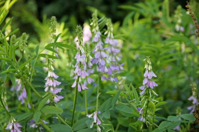 Galega officinalis, Tuin en Terras, Planten | Tuinplanten, Vaste plant, Overige soorten, Volle zon, Zomer, Ophalen