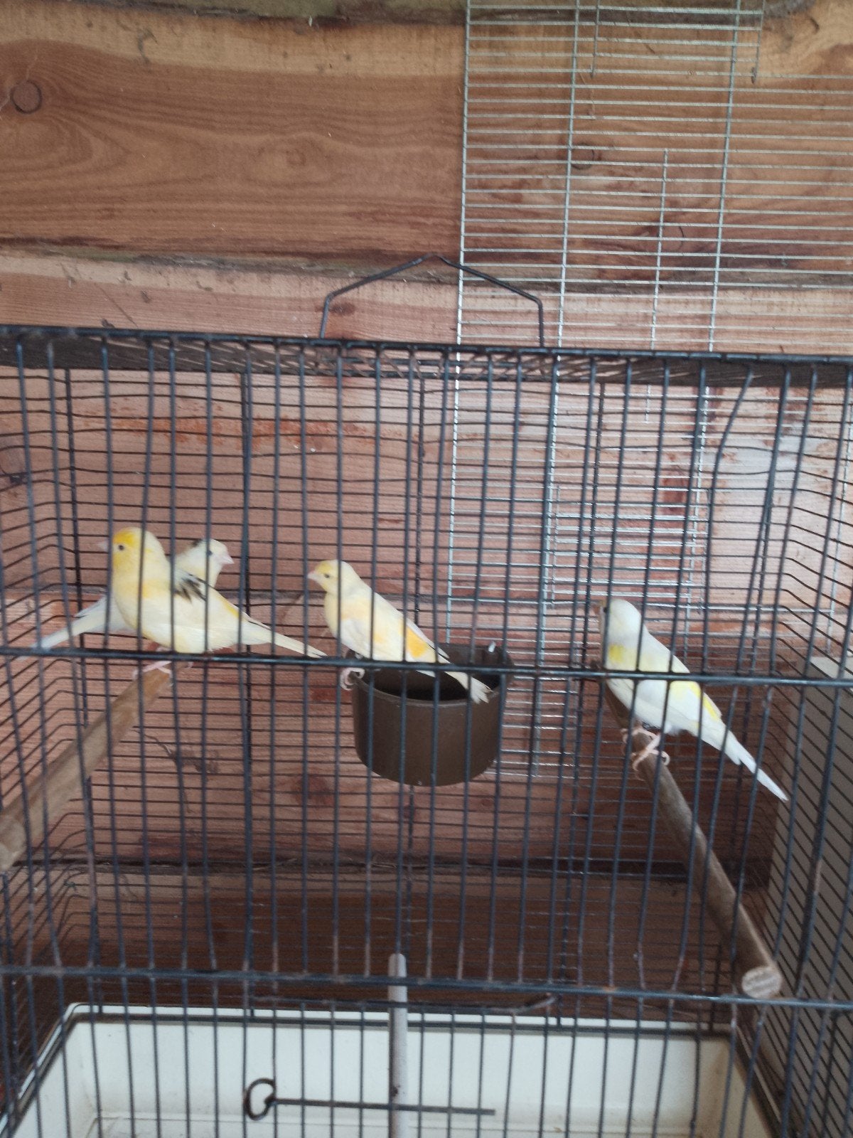 Kanaries, jonge vogels, verschillende kleuren, Dieren en Toebehoren