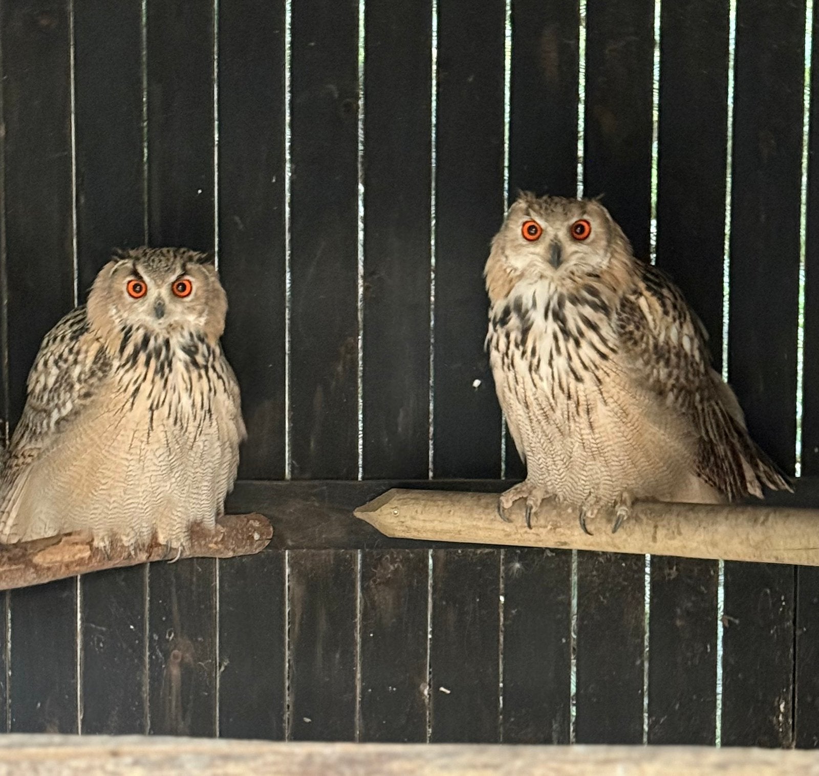 Koppel jonge siberische oehoes, Dieren en Toebehoren, Roofvogel