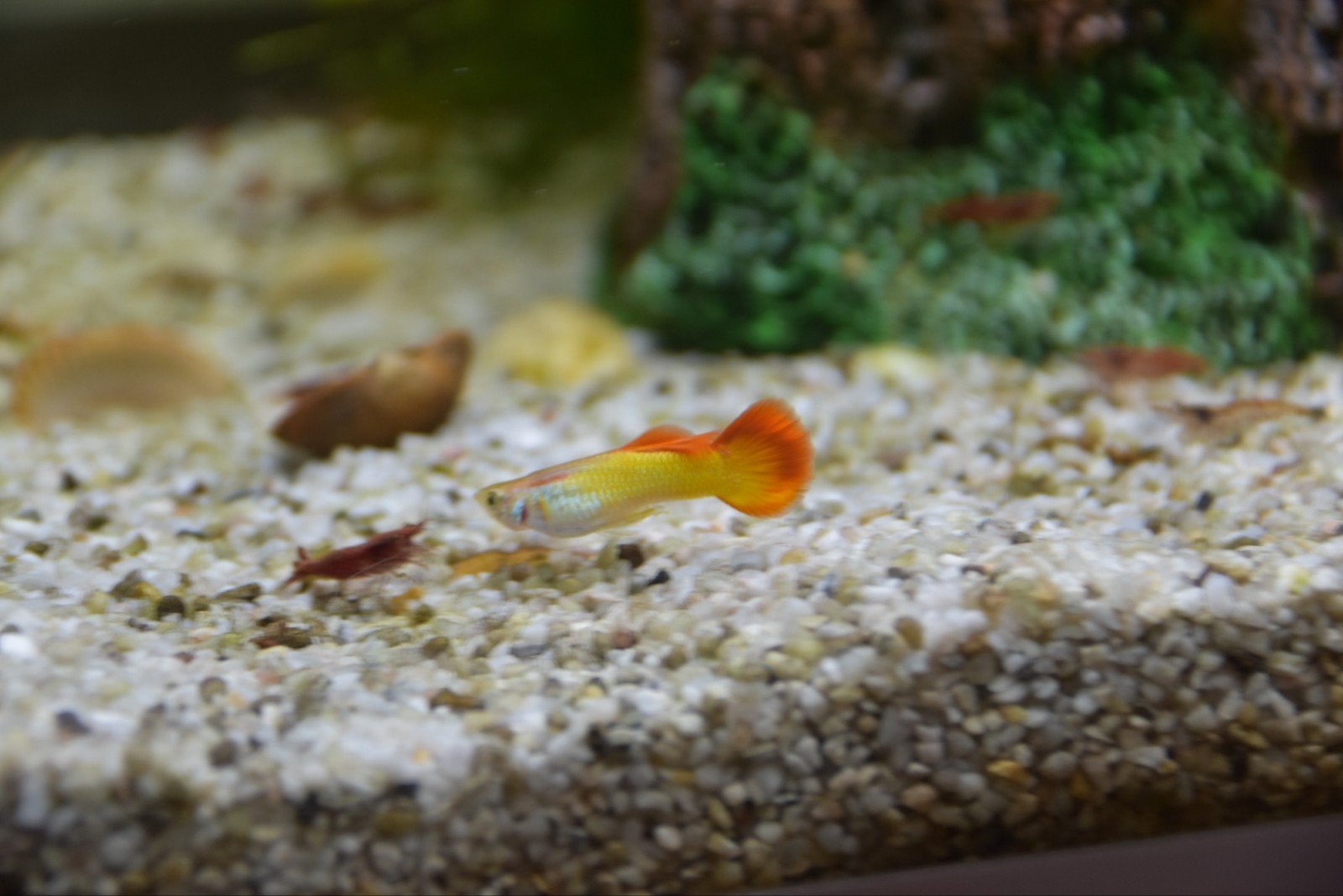 baby guppen, Dieren en Toebehoren
