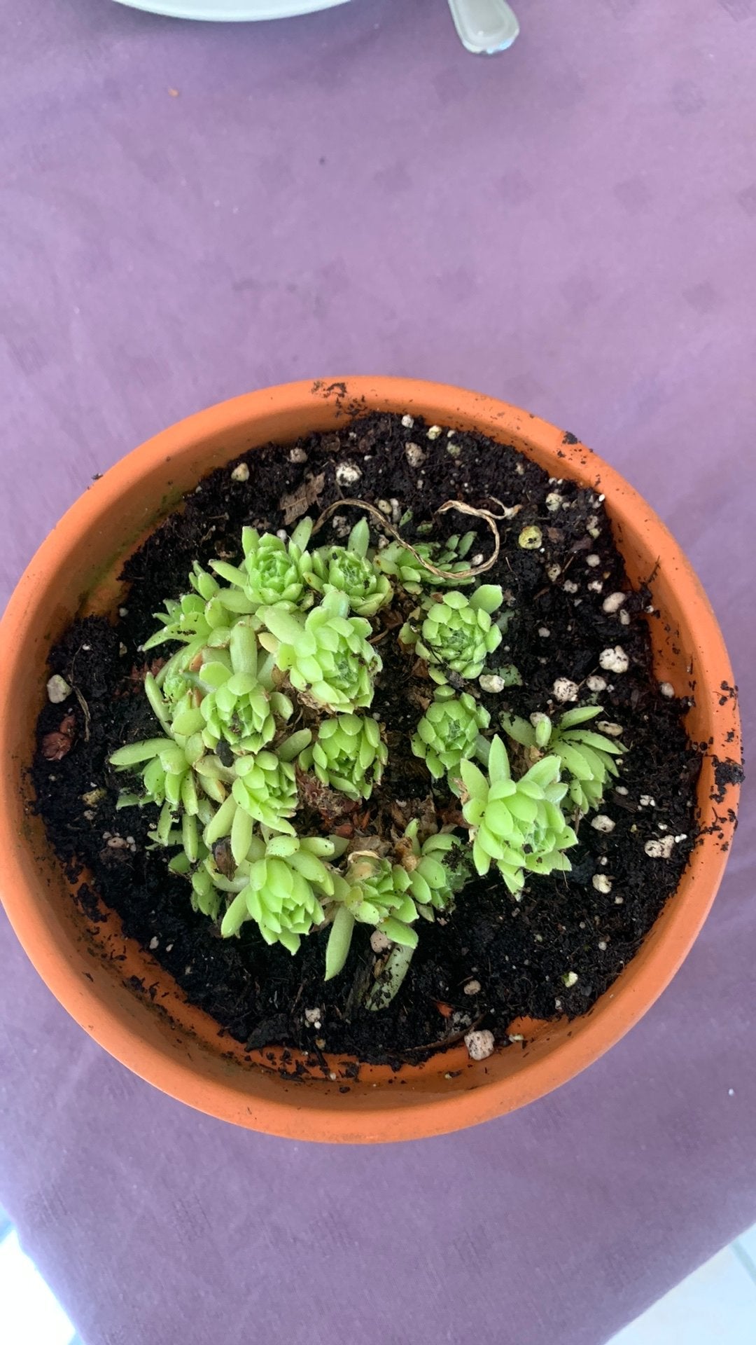 huislook (Sempervivum), een robuuste vetplant, Ophalen, Vetplant