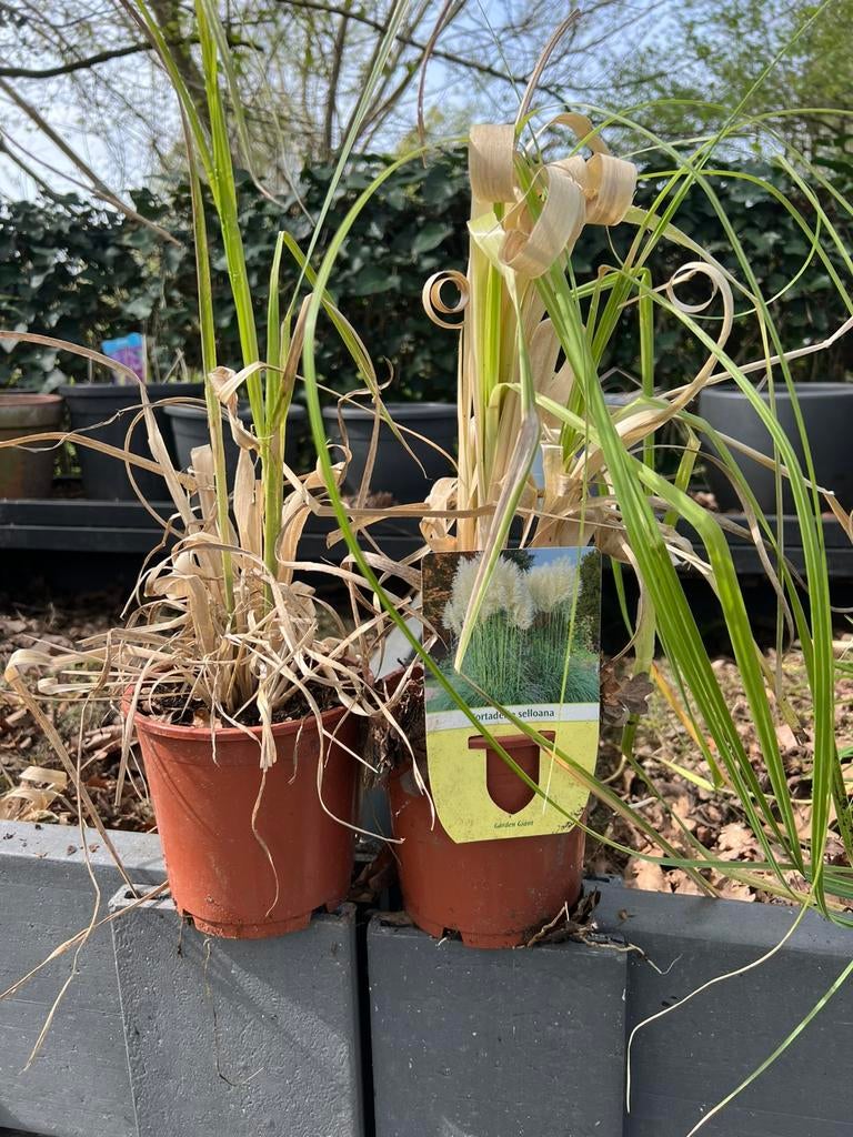 Pampasgras (Cortaderia selloana – Garden Giant), Jardin & Terrasse, Plantes | Jardin, Enlèvement, Graminées ornementales