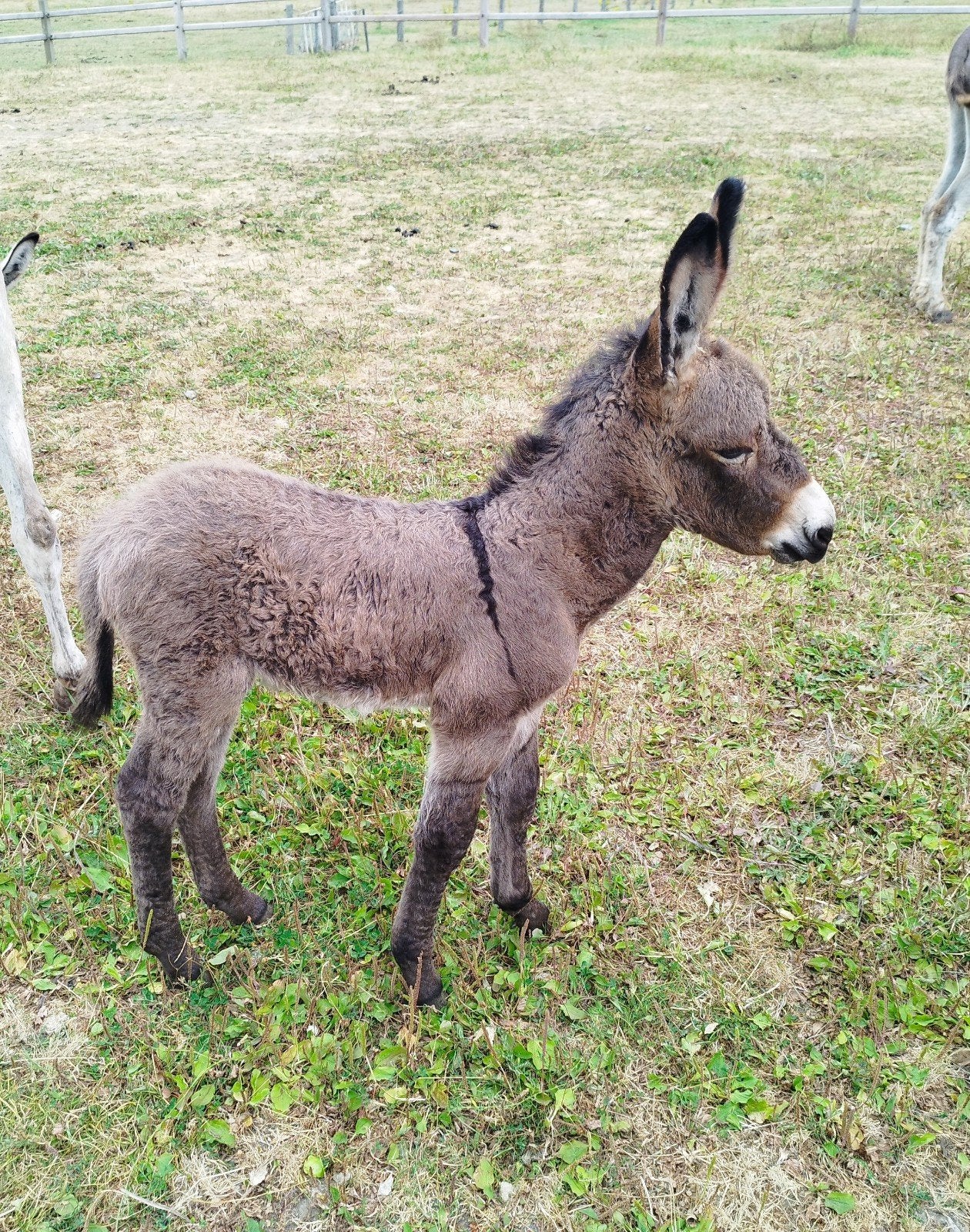 ezelveulen, Dieren en Toebehoren, Pony's, Hengst